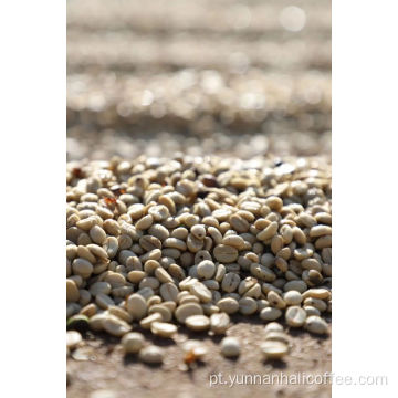 Feijão Verde Hali Catimor